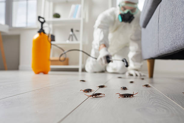 Post-Treatment Bed Bug Interceptor Monitoring in Hauser
